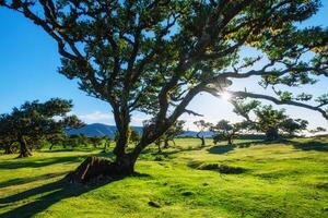 Fanal forest trees on Madeira island, Portugal photo