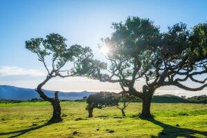 Fanal forest trees on Madeira island, Portugal photo