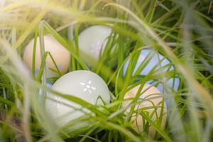 Easter eggs in the grass. photo