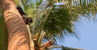 Squirrel on the palm tree background. photo