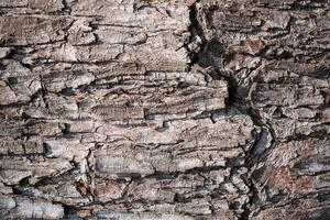 Tree bark background photo