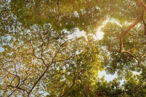 Natural trees background photo