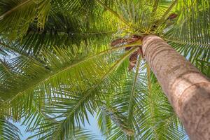 Palm tree bottom view photo