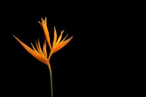 bird of paradise isolated photo