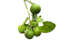 Closeup View of Fresh Green Limes Hanging on Branch with Lush Leaves Against White Background photo