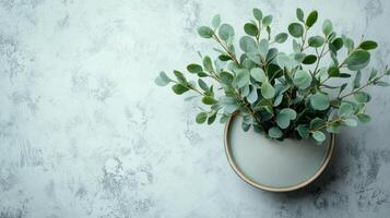 Stylish indoor plant arrangement in a minimalist pot on a textured gray background creating a calming atmosphere in a home setting photo