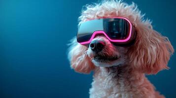 A stylish poodle wearing futuristic sunglasses poses against a vibrant blue background, showcasing its unique personality in a playful manner photo