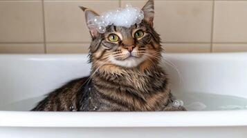 A fluffy cat sits in a bathtub surrounded by bubbles, looking content and playful photo