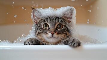 A playful kitten surrounded by bubbles looks curiously at the water, enjoying bath time photo