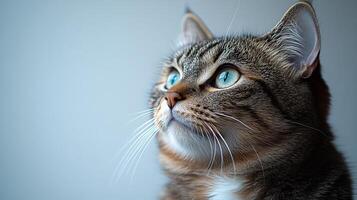 Feline companion sits by the window, intrigued and alert, watching the outdoors with bright eyes photo