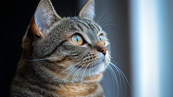 A playful tabby cat observes the world, eyes wide with curiosity and wonder during late afternoon photo