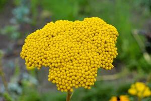Achillea fillpendulina 'Gold Plate' a yellow summer flowering plant commonly known as yarrow or gold plate photo