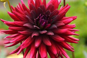 This image features a vibrant cluster of dahlia flowers, photo