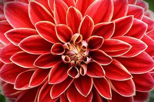 Photo of a red dahlia,This image features a vibrant cluster of dahlia flowers, showcasing rich Orange petals with striking white tips.