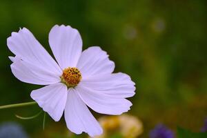 Cosmos flower with blurred background. photo