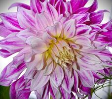 This image features a vibrant cluster of dahlia flowers, showcasing rich purple petals with striking white tips. photo