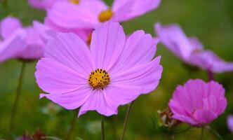 Cosmos flowers, autumn season image. photo