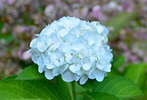 Blue hydrangeas blooming on the bank of a waterway in early summer photo