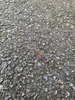 flur brown worm on asphalt road background photo