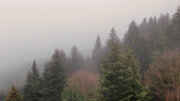 Aerial view Dense evergreen forest shrouded in thick mist. Foggy forest view with evergreen trees video