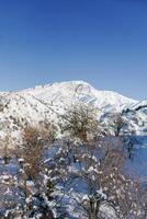 Winter mountain landscape Trees in the snow in the mountains of Uzbekistan photo