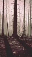 Dense Forest With Tall Trees video
