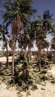 Palm Trees Clustered on Beach Shoreline video