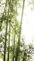 Dense Bamboo Group in Forest, vertical video