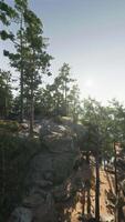 Sunlight Filtering Through Trees on Rocky Cliff video