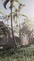 Sunlit Palm Trees in Tropical Forest at Dawn video