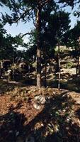 Group of Trees Growing in Soil video