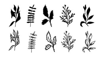Greenery leaf set for design, hand drawn elements vector
