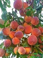 Branch of the peach tree loaded with ripe fruits and juice is waiting for an abundant harvest photo