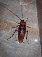 American cockroaches in this detailed view of body. Featuring a rich dark brown color, unique anatomy of these resilient insects, showcasing their elongated antennae, segmented bodies, and agile legs photo