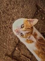 Curious Calico Cat's Captivating Gaze, shot from a low angle that emphasizes the feline's striking features. cat's vibrant white and orange markings create a visually striking and distinctive pattern photo