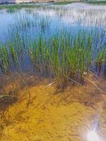 Interplay between nature and its reflection on the still waters of a pond. The lush, verdant grasses sway gently, their graceful movements mirrored in the calm, glassy surface of the water below photo