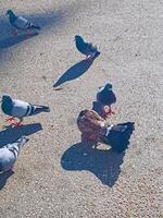 A group of pigeons on the asphalt road in the city is feeding photo