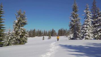 Winter sports and recreation hiking concept. A man with a backpack walks through the winter forest. Carpathian mountain range. 4K video