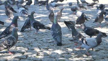 A delightful flock of pigeons is gathering on a lovely cobblestone surface video
