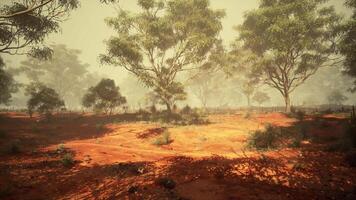 Ethereal Symphony, A Majestic Eucalyptus Grove Embracing a Rustic Dirt Field video