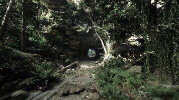 Small Tunnel in Forest. dark forest video