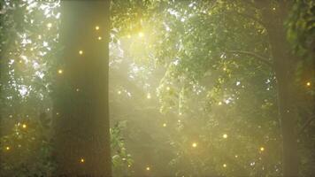 A forest filled with lots of trees covered in lights video
