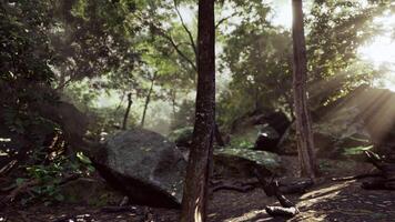 Sunlight Filtering Through Trees in Foggy Tropical Forest video
