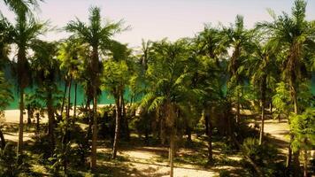A beach surrounded by palm trees and a body of water video