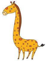 A tall giraffes isolated on a white background vector