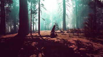 Majestic Sequoia Forest With Towering Trees. dark forest video