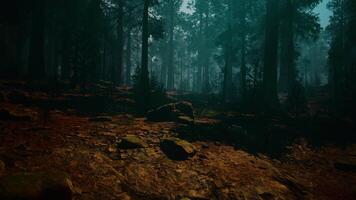 Serene Sequoia Forest Filled With Trees and Rocks. dark forest video