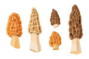 Set of morel mushrooms in various shapes and sizes. vector