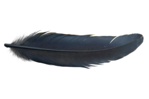 Elegant black feather resting on a surface, showcasing its smooth texture and intricate details in natural light png