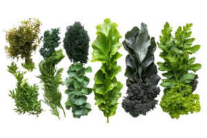 Fresh assortment of various leafy greens laid out on a surface showcasing vibrant textures and colors png
